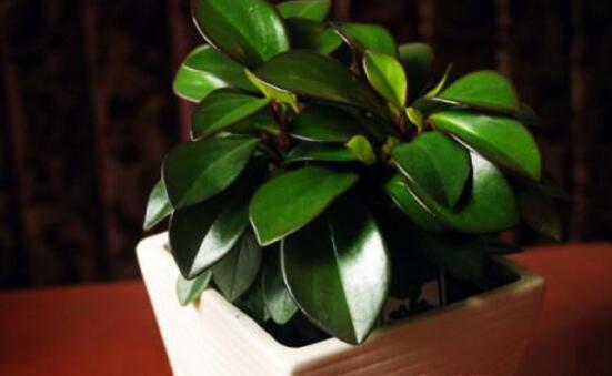 紫邊碧玉怎么養(yǎng)，七個(gè)基本方法教你養(yǎng)殖好