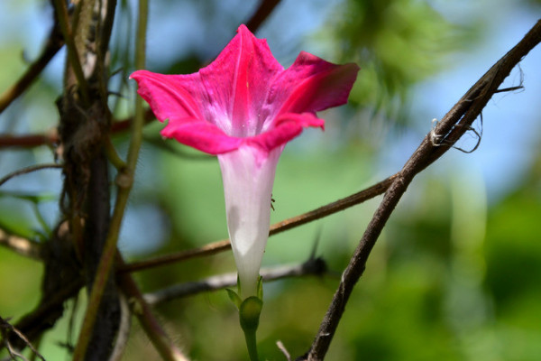 牽牛花盆栽怎么養(yǎng)