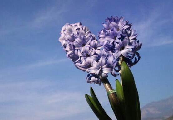 風(fēng)信子盆栽怎么種植，擇飽滿種球、露出土壤2厘米(存活最高)