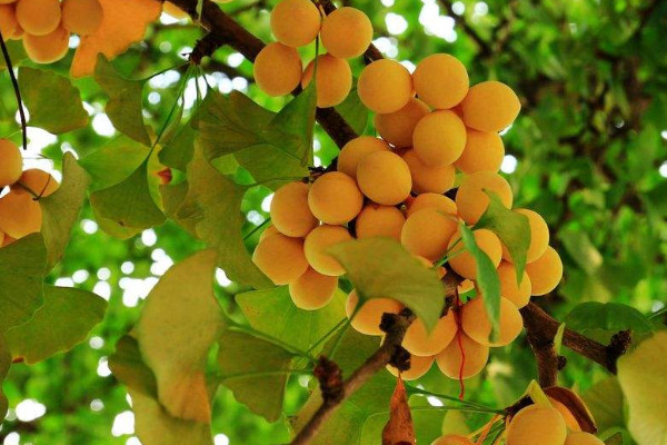 銀杏的果子能吃嗎