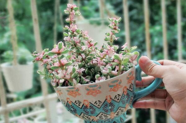 雅樂之舞如何安全過冬，保溫措施是最基本的要求