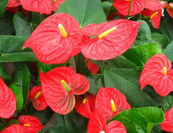 紅掌的作用有哪些，凈化空氣、陶冶情操、五行轉(zhuǎn)化