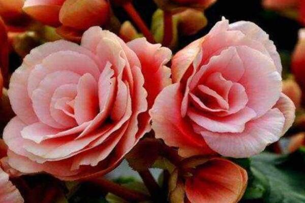 麗格海棠怎么養(yǎng)護(hù)