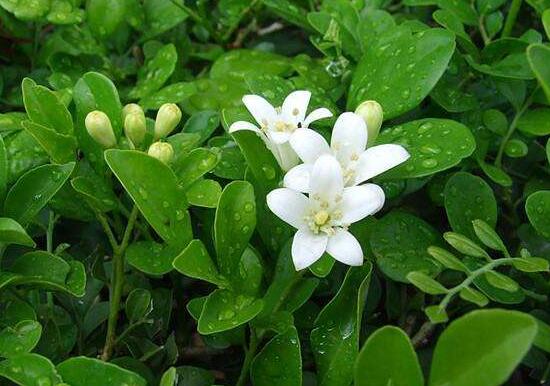 九里香冬天怎么施肥，九里香施什么肥好