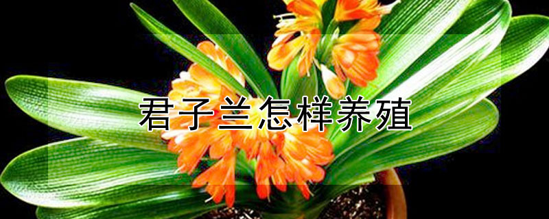 君子蘭怎樣養(yǎng)殖