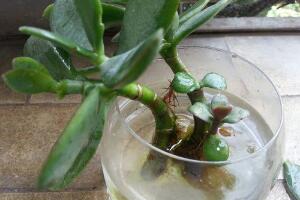 玉樹可以水培嗎，玉樹水培生根方法