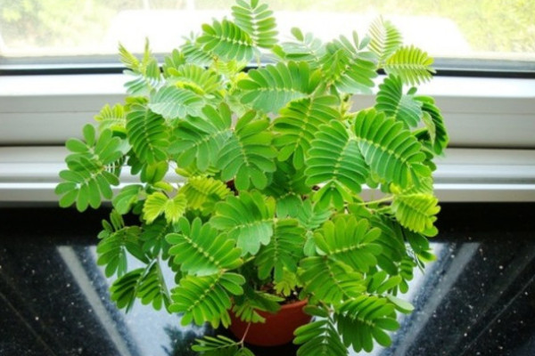 為什么含羞草的葉子一碰就會(huì)合攏