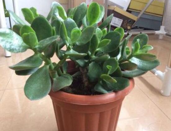 燕子掌的修剪方法，保留主枝反復摘心(春秋生長期)