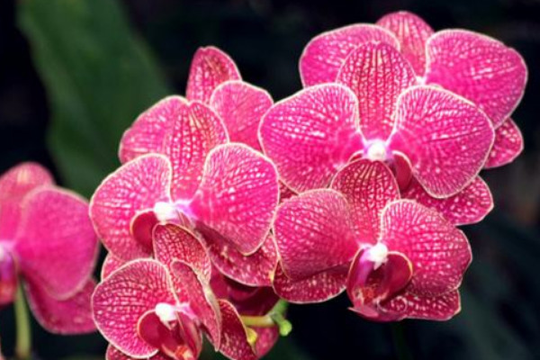 蝴蝶蘭水養(yǎng)能開花嗎