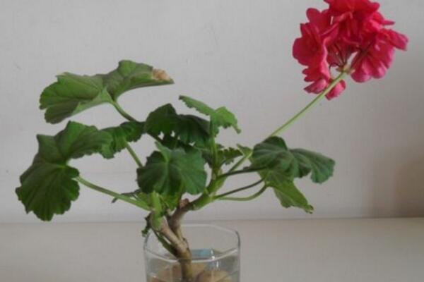 天竺葵泡水生根方法，3步即可天竺葵的水培