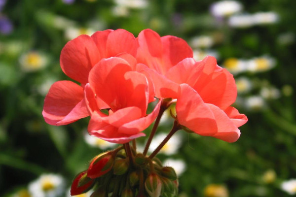 天竺葵什么時候開花