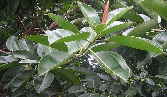 橡皮樹掉葉子還會長嗎，只要不死就會繼續(xù)生長(做好養(yǎng)護管理)