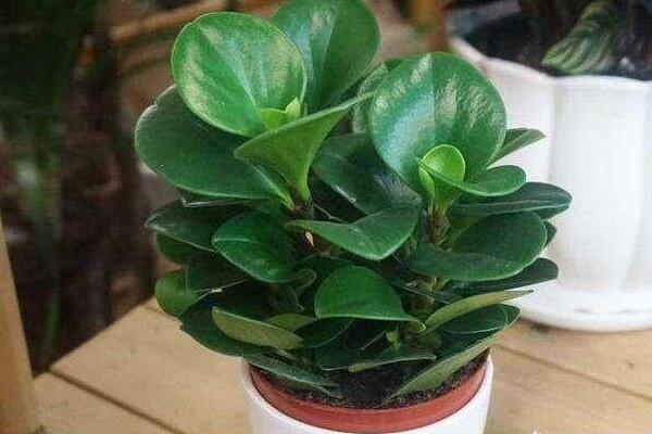 綠植紅碧玉怎么養(yǎng)，碧玉綠植適合室內(nèi)養(yǎng)嗎