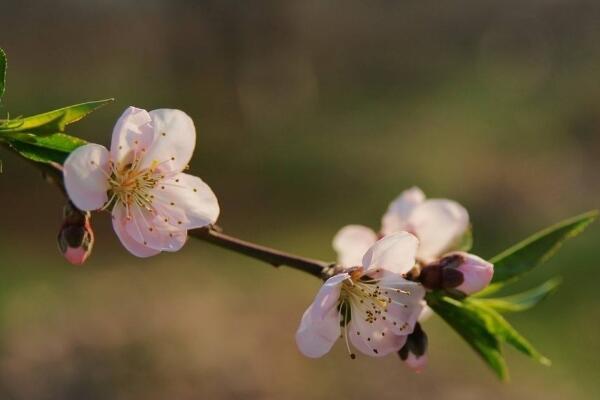 如何延長桃花花期，加強(qiáng)光照并保證養(yǎng)分