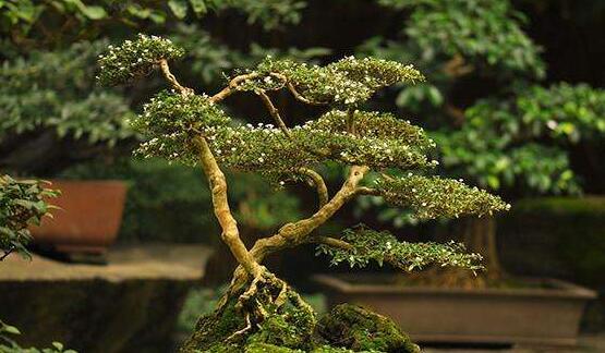 六月雪造型方法，蓄木截干法/剪扎結合法(美觀)