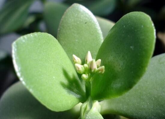 燕子掌有什么作用，美化環(huán)境、凈化空氣