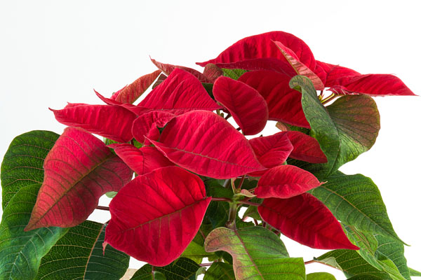 一品紅的養(yǎng)殖方法和注意事項(xiàng)