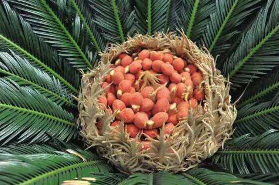 鐵樹(shù)果有毒嗎，小心誤食致人死亡