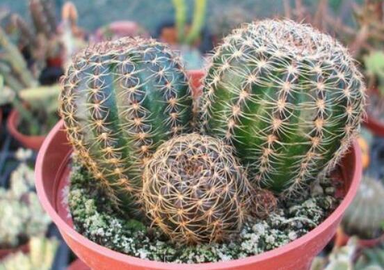 仙人球用什么土養(yǎng)好，兩份壤土兩份腐葉土三份粗沙進(jìn)行配置