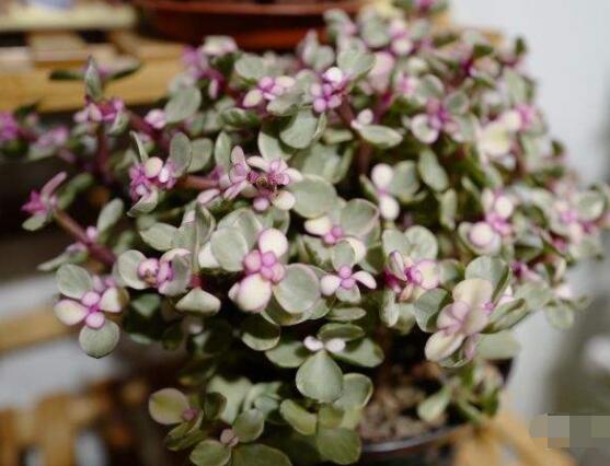 雅樂之舞冬天怎么養(yǎng)，只需要做好四點(diǎn)基本步驟