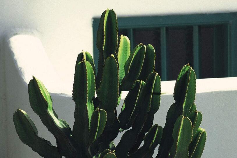 仙人掌花開多久，品種不同花期不同（稀有品種不開花）