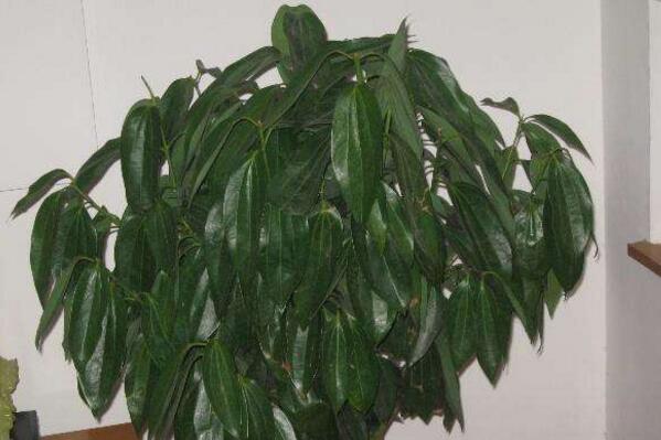 平安樹(shù)可以放在客廳嗎，放在客廳是非常不錯(cuò)的選擇