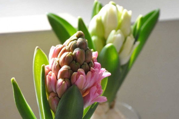 風信子怎么養(yǎng)水培