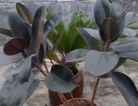 橡皮樹葉子下垂怎么辦，四種原因以及解決辦法