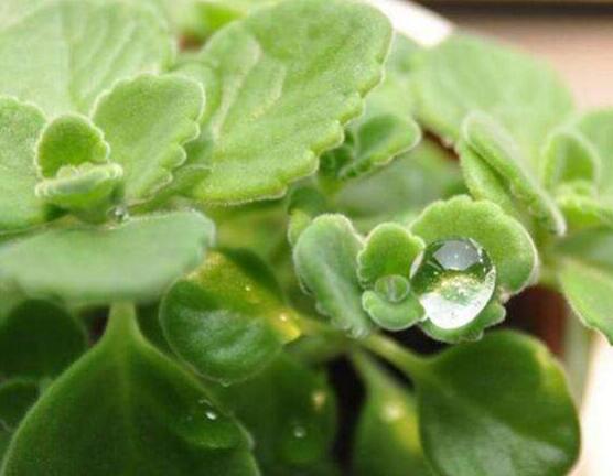 碰碰香爛根處理方法，老農(nóng)總結(jié)兩種最簡單有效措施(輕度與重度)