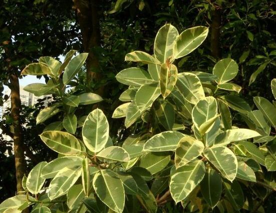 橡皮樹常見品種，盤點(diǎn)最好看的五大種類