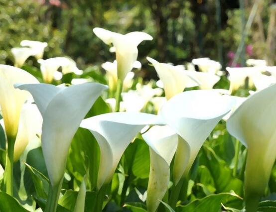 馬蹄蓮的養(yǎng)殖方法圖解，老農(nóng)總結(jié)六點(diǎn)最實(shí)用的基本方法