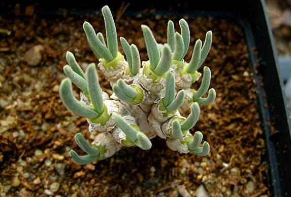 碧光環(huán)用什么樣的土，最好配制適合植物生長的透氣土壤