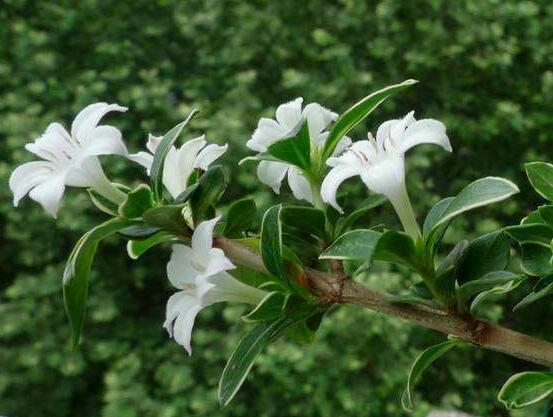 六月雪不發(fā)芽怎么辦，教你三種最直觀解決辦法