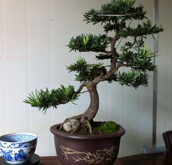 羅漢松盆景制作方法，教你五個(gè)基本步驟便可開(kāi)枝散葉