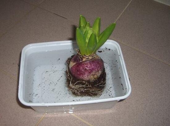 風(fēng)信子種球發(fā)霉怎么辦，涂抹滅菌靈、保持創(chuàng)面干燥