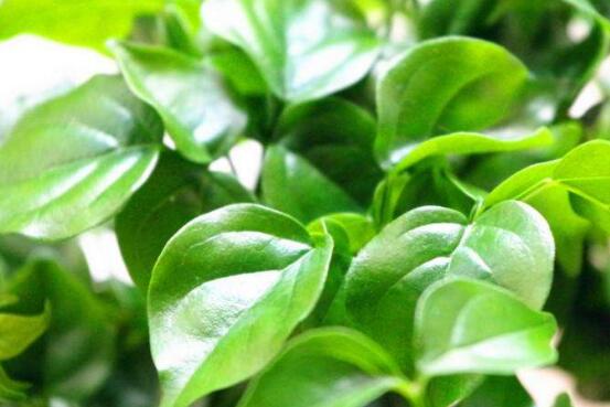 幸福樹葉子干枯怎么回事，四種原因以及解決辦法