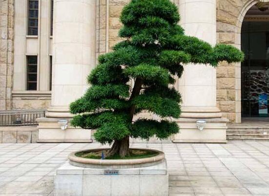 羅漢松果的功效與作用，羅漢松果的五大作用