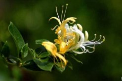 金銀花樹苗的種植方法，種后養(yǎng)護(hù)非常關(guān)鍵