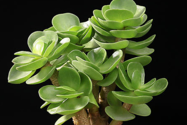 多肉金錢樹(shù)的養(yǎng)殖方法