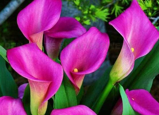 彩色馬蹄蓮花期多長，從11月一直開放到來年5月(半年)