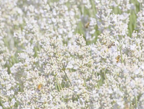 薰衣草花語和寓意，愛情的等待、堅定永恒的真愛