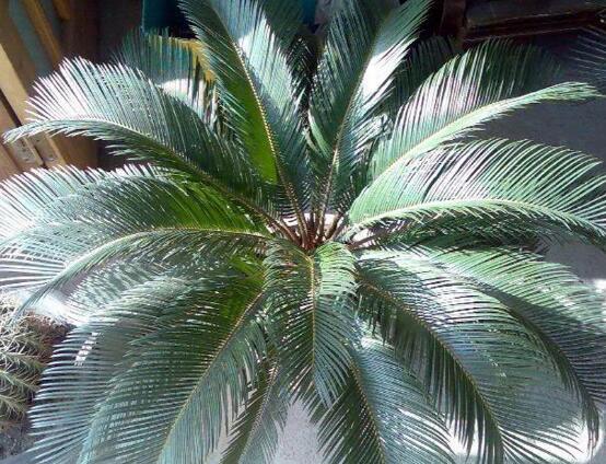 鐵樹品種，細數(shù)鐵樹最受喜愛八大品種