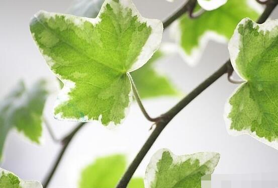 常春藤掉葉子怎么辦，四種原因以及解決辦法