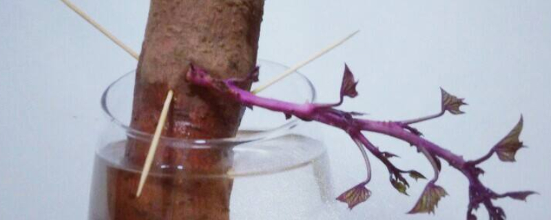 水培紅薯的養(yǎng)殖方法和注意事項