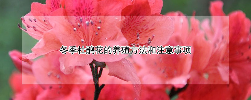 冬季杜鵑花的養(yǎng)殖方法和注意事項