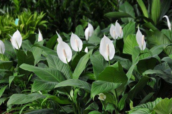 一帆風(fēng)順葉尖發(fā)黃干枯