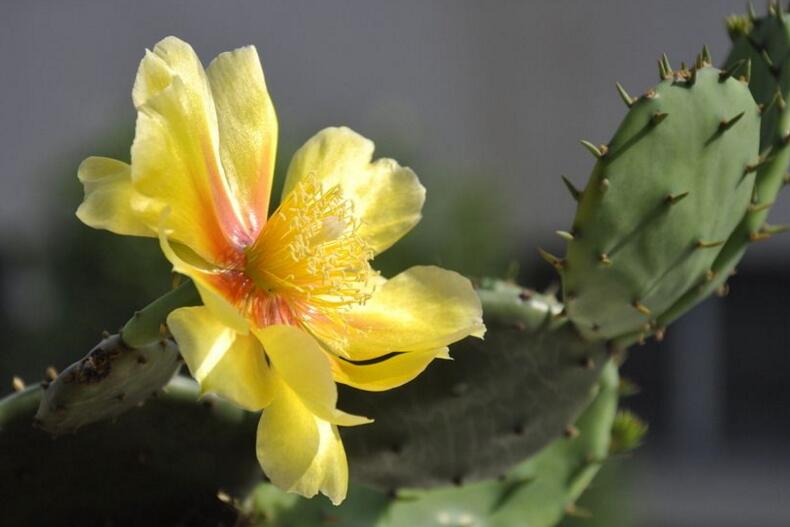 仙人掌幾年開次花，養(yǎng)護恰當?shù)脑捒梢悦磕觊_花