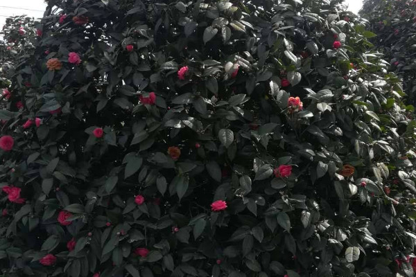 茶花春季養(yǎng)護注意事項