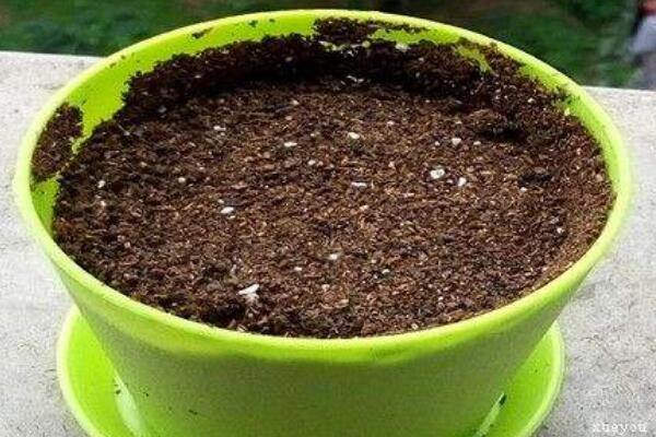 曇花種子怎么種，曇花種子的種植步驟詳解