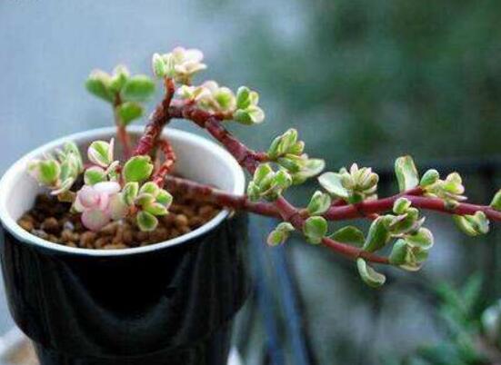 雅樂之舞適合什么花盆，陶盆、紫砂盆、泥瓦盆最為合適